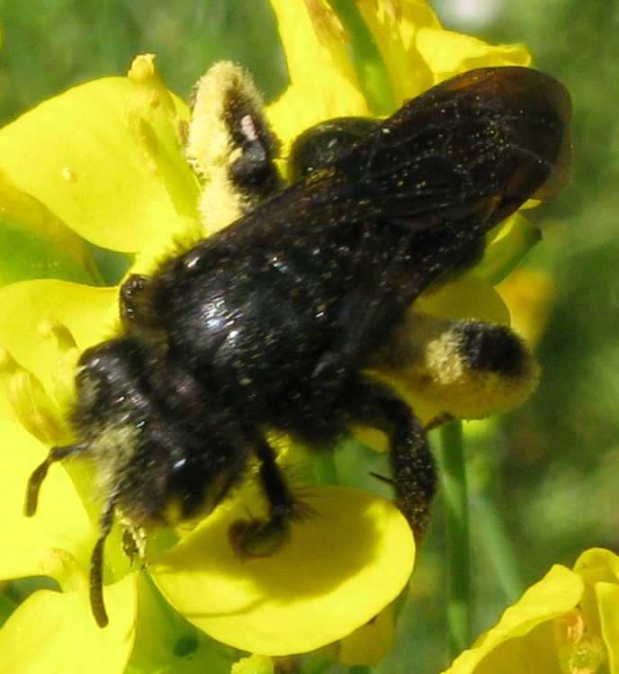 Andrena morio F (Apidae Andreninae)